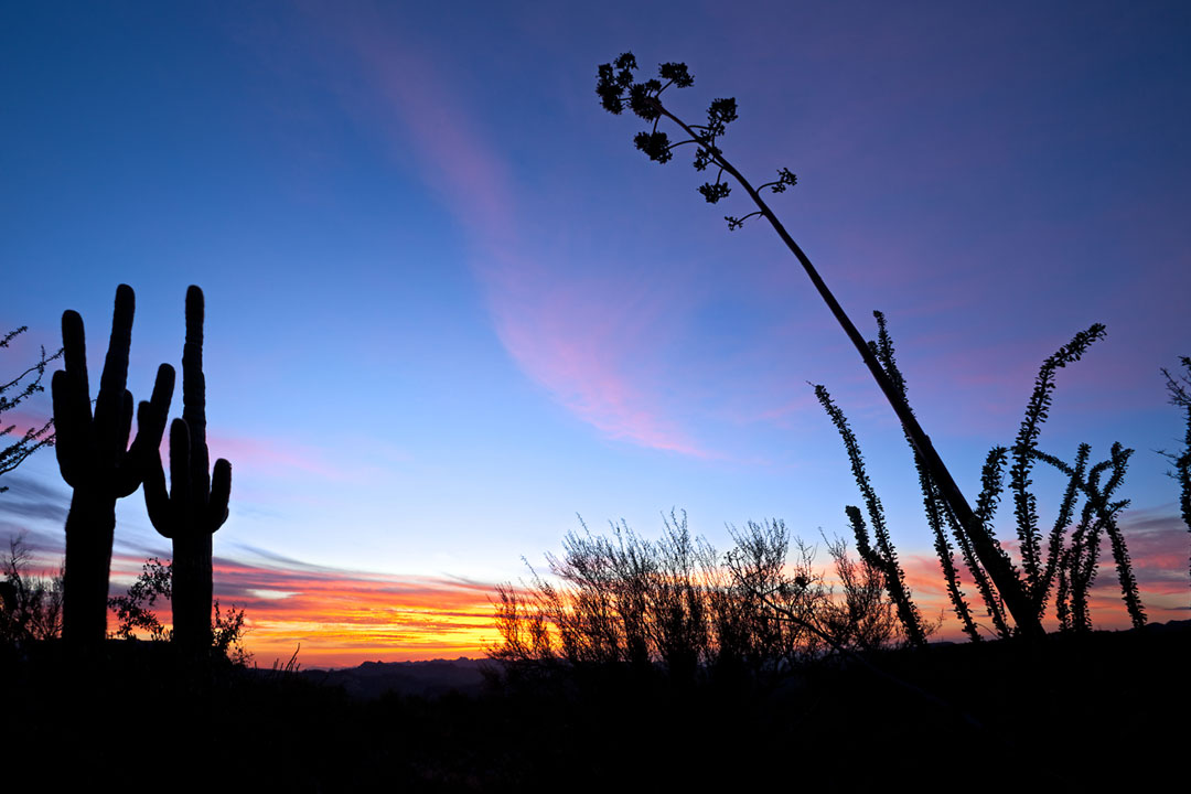 Saguaro and Agave silhouette in red blue sky of Apache Trail, shot by Anton Foltin